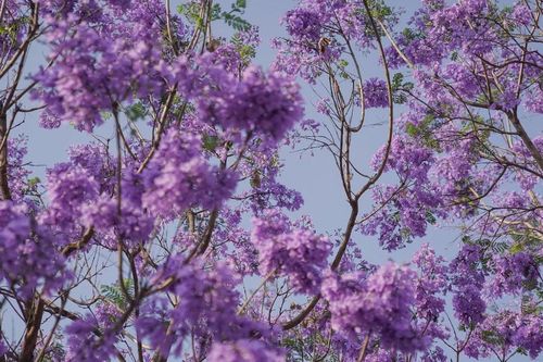 Phượng tím nở sớm bất thường tại Thủ đô Mexico City