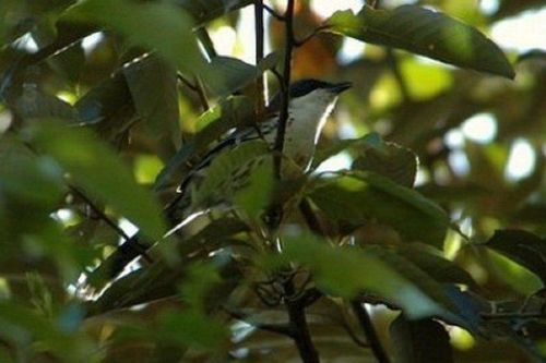 Loài chim quý hiếm bậc nhất thế giới từng được phát hiện ở Việt Nam