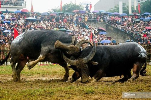 Kịch tính những màn đối đầu của 'ông Cầu' ở Vĩnh Phúc