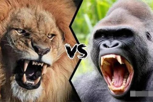 Tại sao hổ và sư tử ăn thịt muôn loài nhưng lại không ăn thịt khỉ đột? Sự thật được tiết lộ!