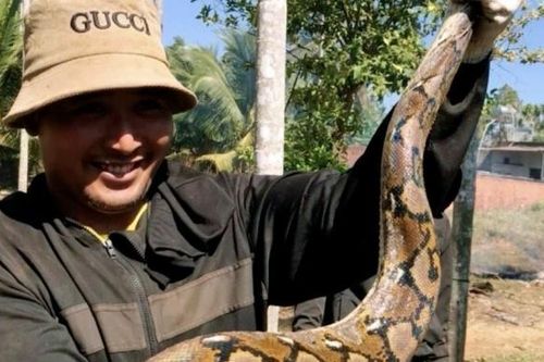 Đắk Lắk: Phát hiện trăn gấm khổng lồ và ổ trứng trong vườn nhà ở huyện Cư M'gar