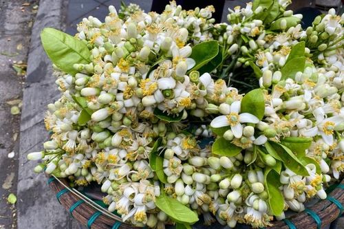 Tháng Hai, hoa bưởi tinh khôi xuống phố, hút khách mua