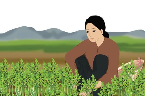 Hương vị rau cần