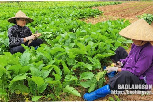 Hội Nông dân thành phố Lạng Sơn: Điểm tựa vững chắc cho hội viên nông dân