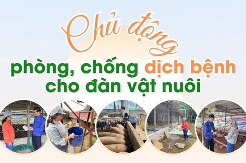 Chủ động phòng, chống dịch bệnh cho đàn vật nuôi