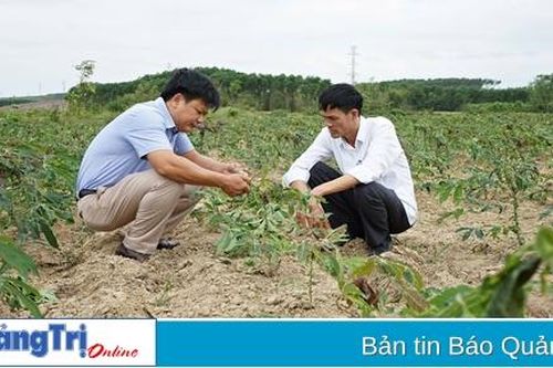 Hơn 975 ha cây trồng bị sâu bệnh gây hại