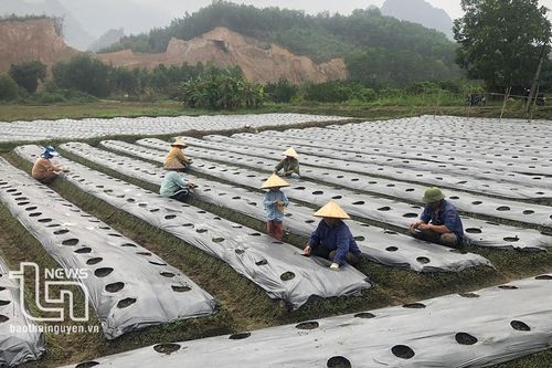 Lâu Thượng mở rộng diện tích trồng dưa bao tử