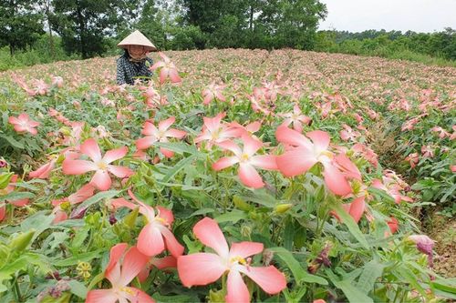 Khơi nguồn các ý tưởng, dự án khởi nghiệp