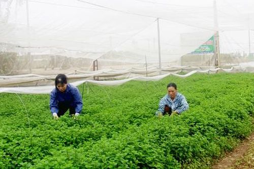Sản xuất thông minh 'đánh thức' những vùng đất khó ở Phú Thọ