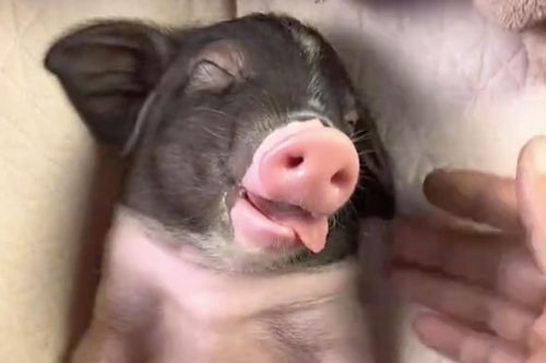 Cười rụng rốn với chú lợn đáng yêu ngủ say lè lưỡi