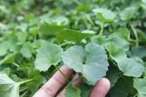 Uống nước rau má có tác dụng gì?