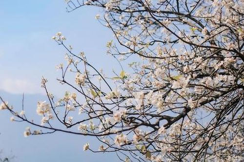 Sắp diễn ra Lễ hội Hoa Sơn Trà năm 2024 với nhiều hoạt động đặc sắc