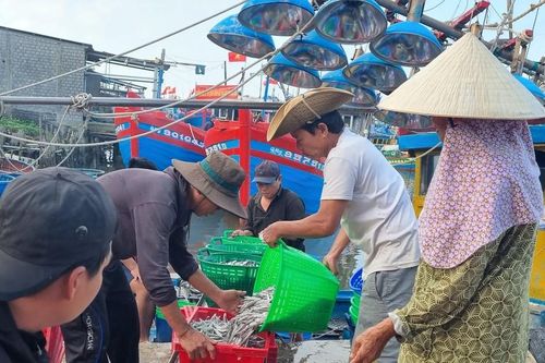Ngư dân làng biển Quảng Ngãi trúng đậm mùa cá cơm