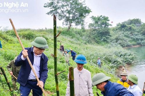 Nông dân Nghệ An trồng tre tạo bờ kè sinh thái dọc sông Lam