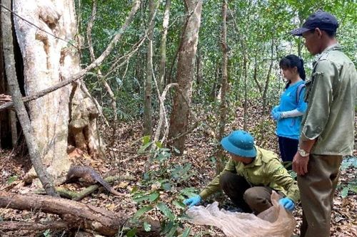 Bình Phước: Tiếp nhận và tái thả về môi trường tự nhiên nhiều động vật nguy cấp