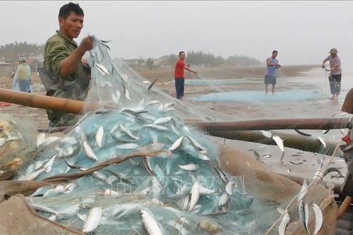 Tín hiệu vui về mùa khai thác cá trích bội thu