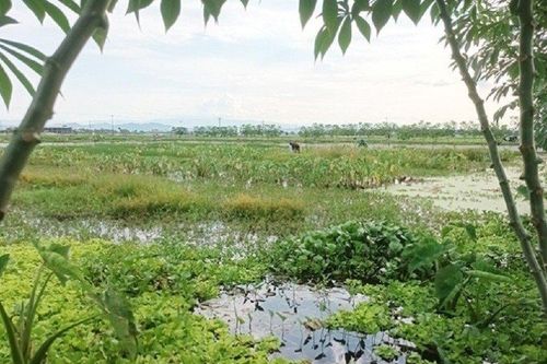 Lão nông thu hàng trăm triệu đồng/năm nhờ nuôi loài vật 'siêu mắn đẻ'