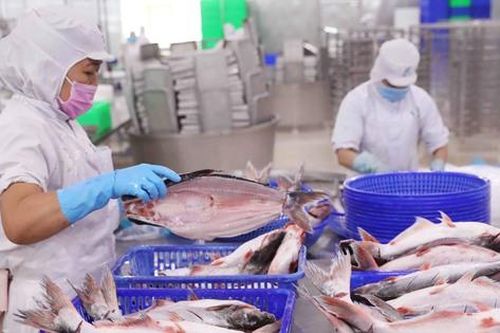 Cổ phiếu VHC của 'bà trùm' thủy sản Vĩnh Hoàn bật tăng lại vùng cao nhất 16 tháng