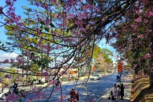 Đà Lạt đẹp mộng mơ với 3 loài hoa đường phố cùng nở