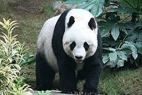Trung Quốc nối lại 'ngoại giao gấu trúc' với Mỹ