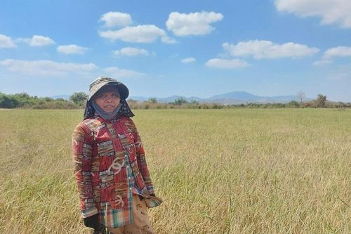 Phú Thiện: Hàng trăm héc ta cây trồng có nguy cơ mất trắng vì hạn
