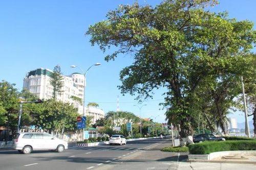 Nắm tay nội đi qua những cánh đồng
