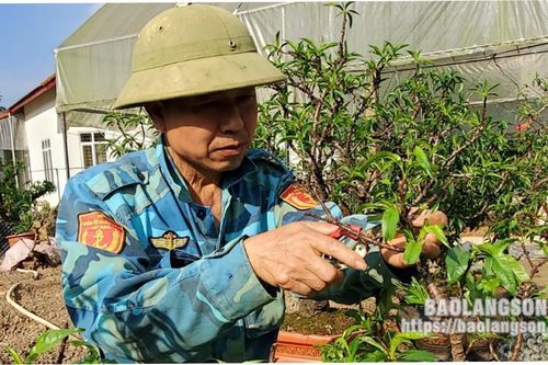 Tất bật chăm sóc đào cảnh sau tết
