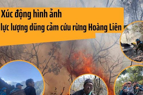 Xúc động hình ảnh các lực lượng dũng cảm cứu rừng Hoàng Liên