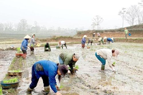 Nông dân tích cực sản xuất vụ xuân