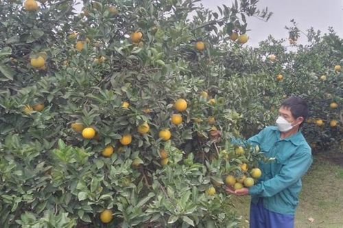 Hưng Yên phát triển vùng trồng cây ăn quả tập trung chất lượng cao