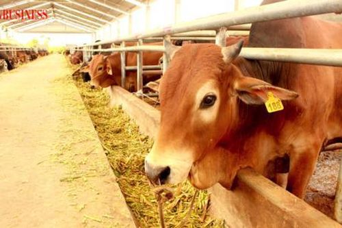 Thấy gì từ chuyện doanh nghiệp kinh doanh thuốc thú y vướng thủ tục hợp quy?