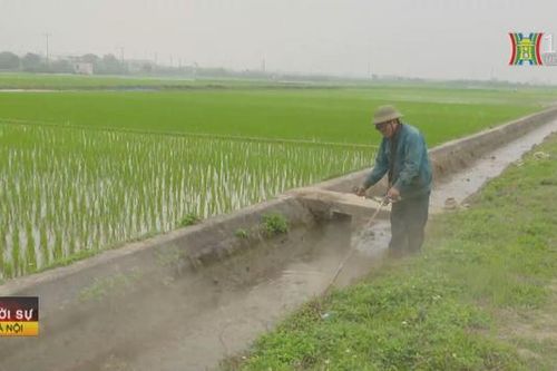 Hà Nội hoàn thành gieo cấy lúa xuân