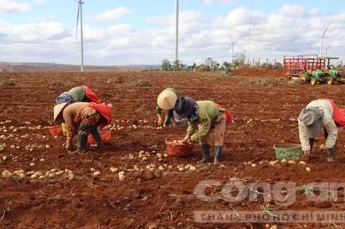 Thúc đẩy nông nghiệp xanh, phát triển bền vững rau quả