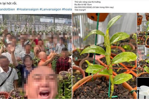 Lan đột biến nóng trở lại, giá hàng trăm triệu đồng: Dân buôn đang giăng bẫy?