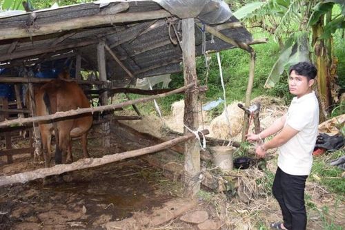 Phú Yên: Nam thanh niên thuê ô tô tải đi trộm bò đang mang thai