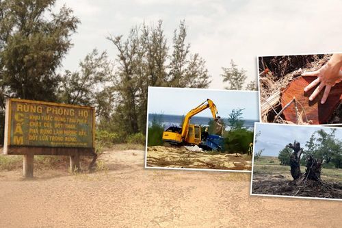 'Cái chết đầy ẩn ức' của những cánh rừng phòng hộ ven biển Bình Định