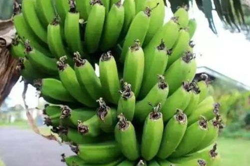 Mua chuối thắp hương, vì sao những nải còn râu lại đắt hơn?