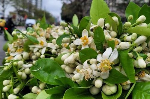 Hoa Bưởi đầu mùa ở Hà Nội thơm ngát phố bán nửa triệu đồng/kg vẫn đắt hàng