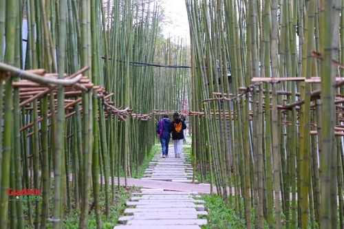 Khám phá rừng trúc thu nhỏ mới lạ giữa lòng Hà Nội