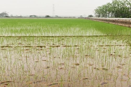 Bắt Chủ tịch và Phó Chủ tịch một xã ở Thái Bình vì lạm quyền