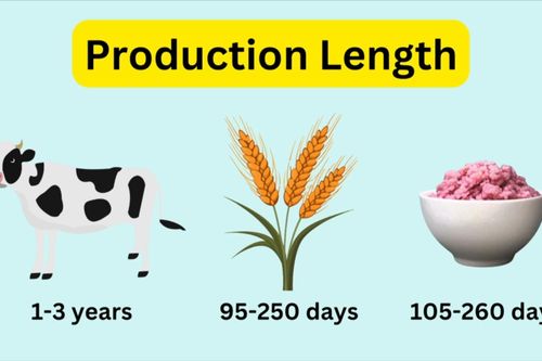 Hàn Quốc: Nuôi cấy 'gạo lai thịt' có protein cao