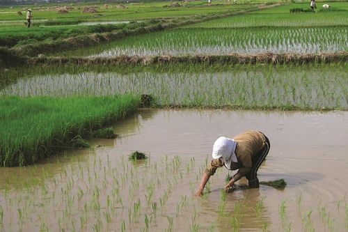 Cánh đồng trên sân gạch