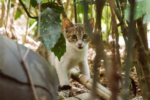 Đảo Mèo có thật ở Trung Quốc