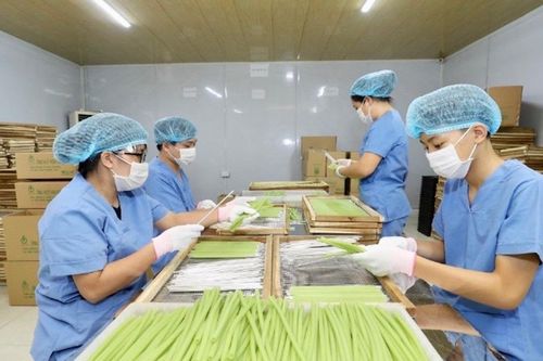 Hà Nội: Nhân rộng những mô hình hợp tác xã gắn với chuỗi giá trị