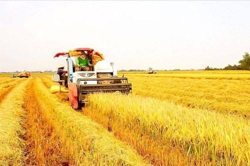 Giá lúa giảm mạnh - Thương lái bỏ cọc, nông dân chạy tìm đầu ra