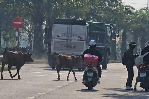 Bò thả rông giữa trục đường chính TP Huế