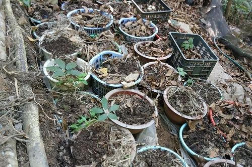 Hàng trăm cây sâm Ngọc Linh của người dân bị mất trộm
