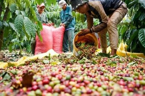 Xuất khẩu cà phê đạt gần 1 tỷ USD chỉ trong 45 ngày