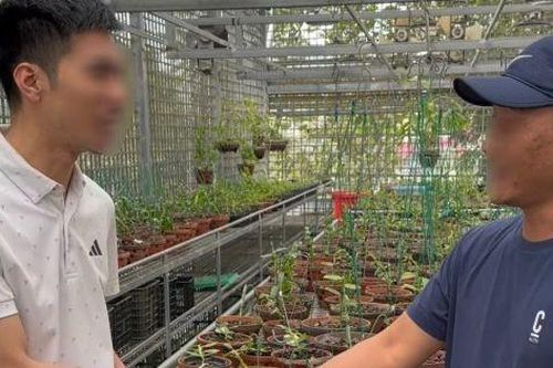 Lao vào 'cơn sốt' lan đột biến, nhiều người khuynh gia bại sản thế nào?