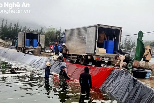 Ra Tết, tôm thương phẩm ở Nghệ An khan hàng, giá tăng cao